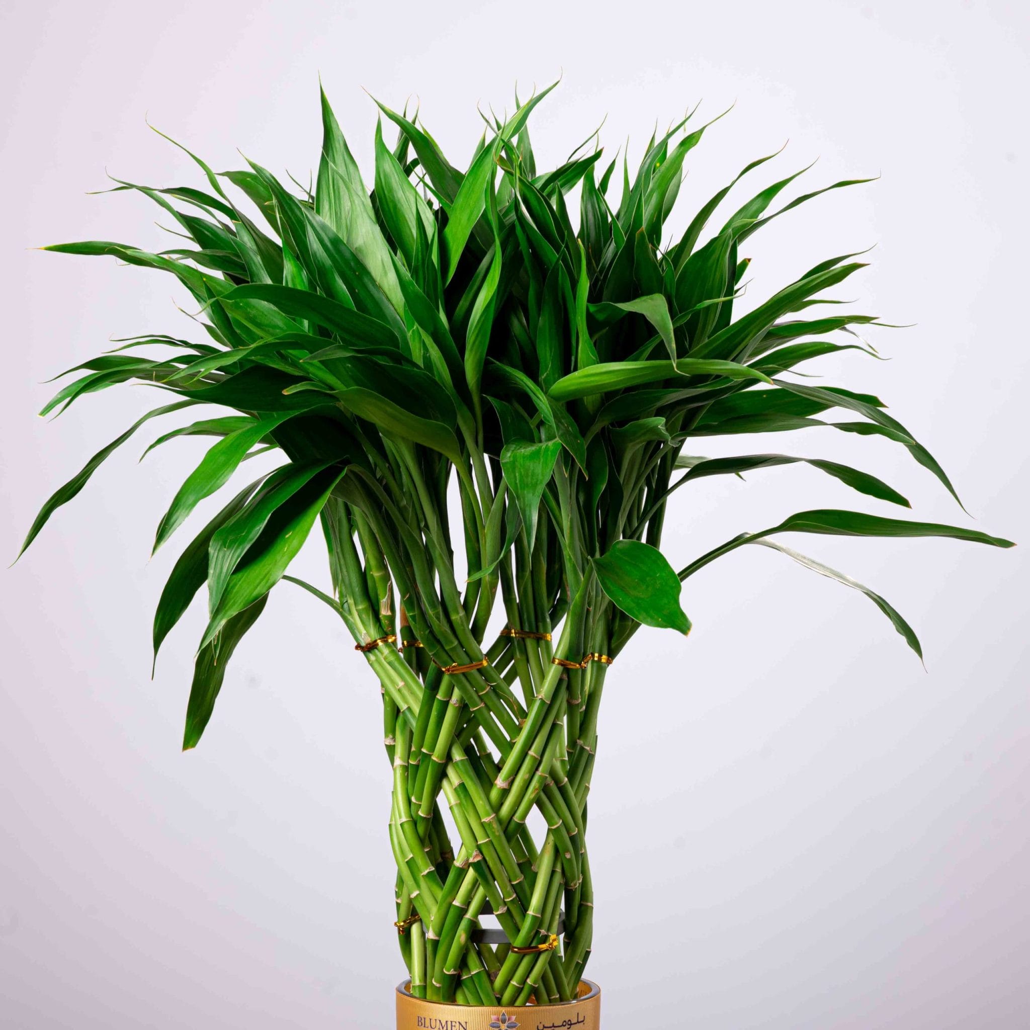 The Bambo Steem - Image 2