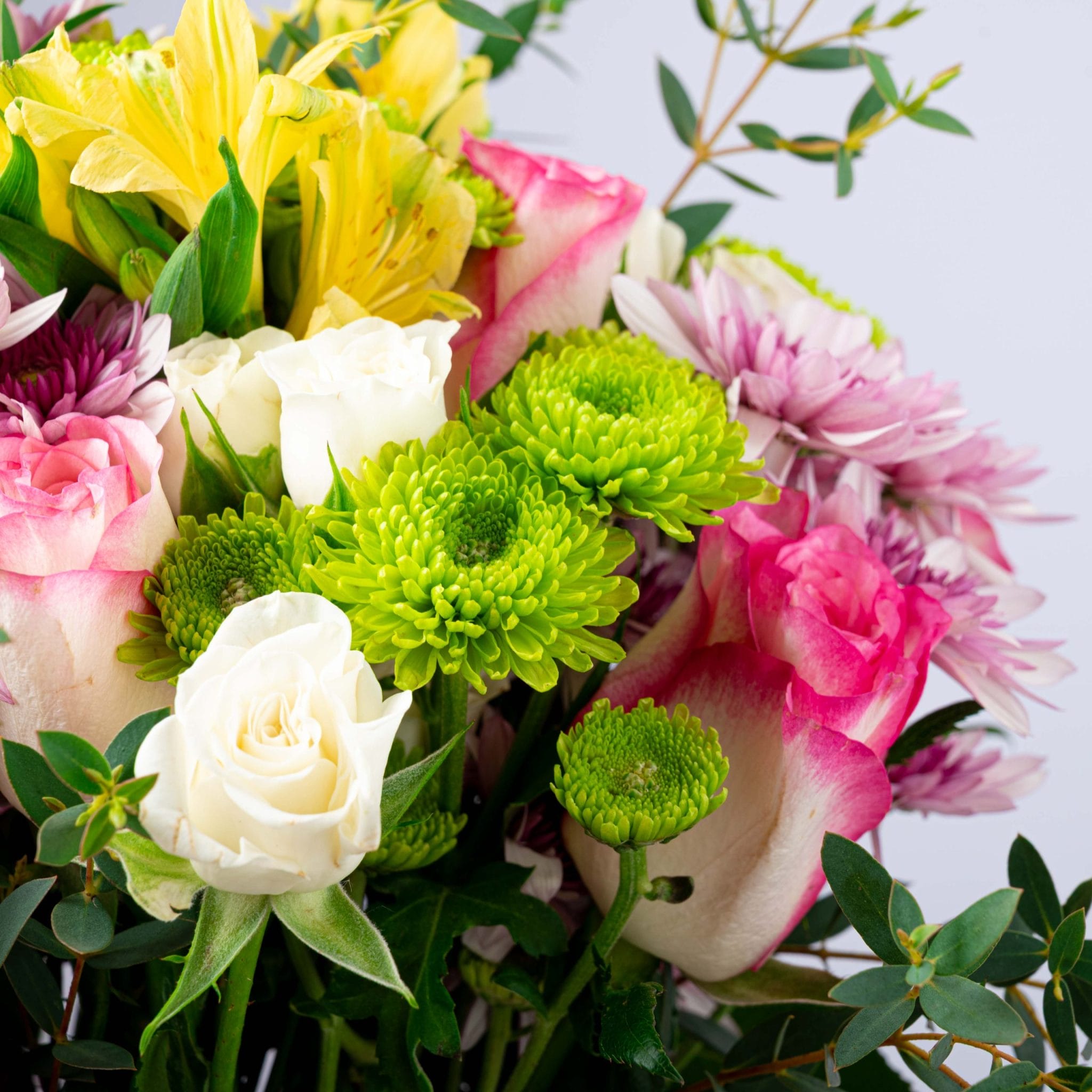 The Fiesta Bloom - Image 3