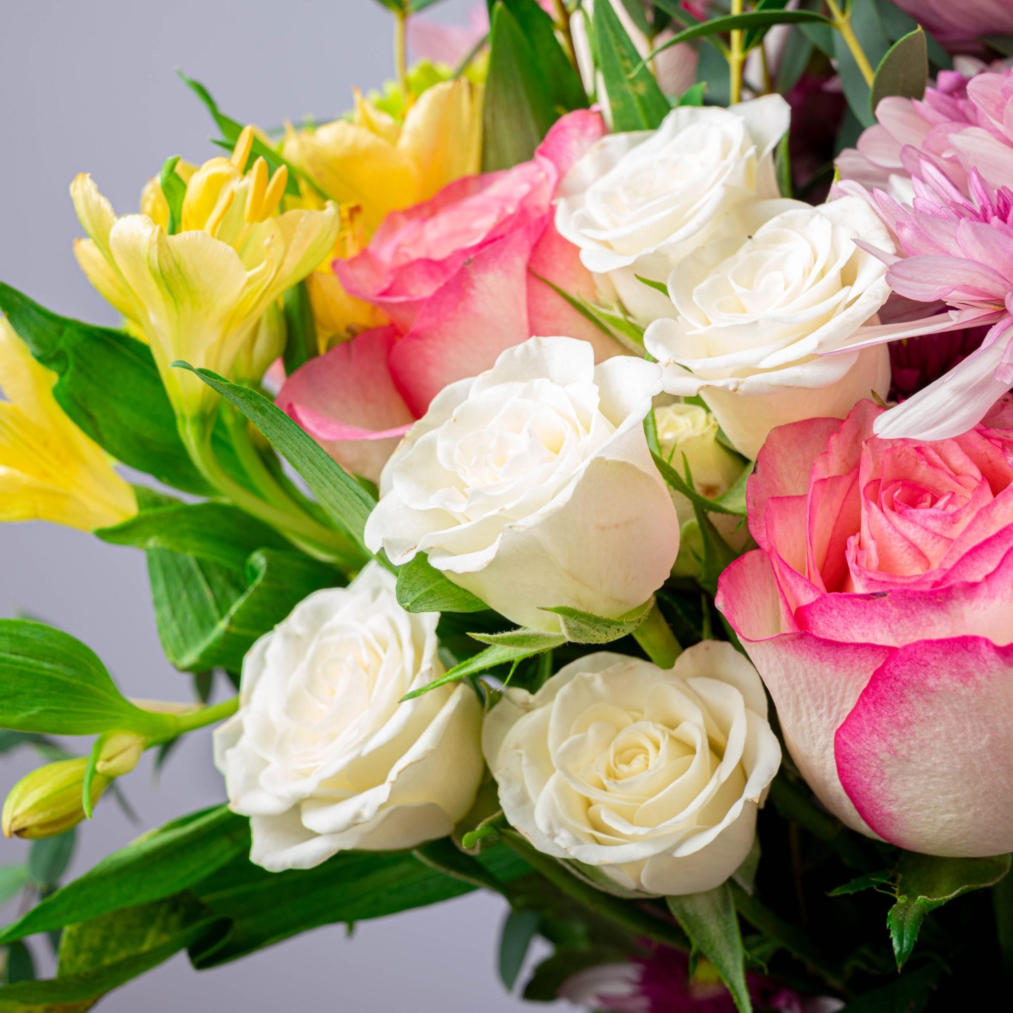 The Fiesta Bloom - Image 4