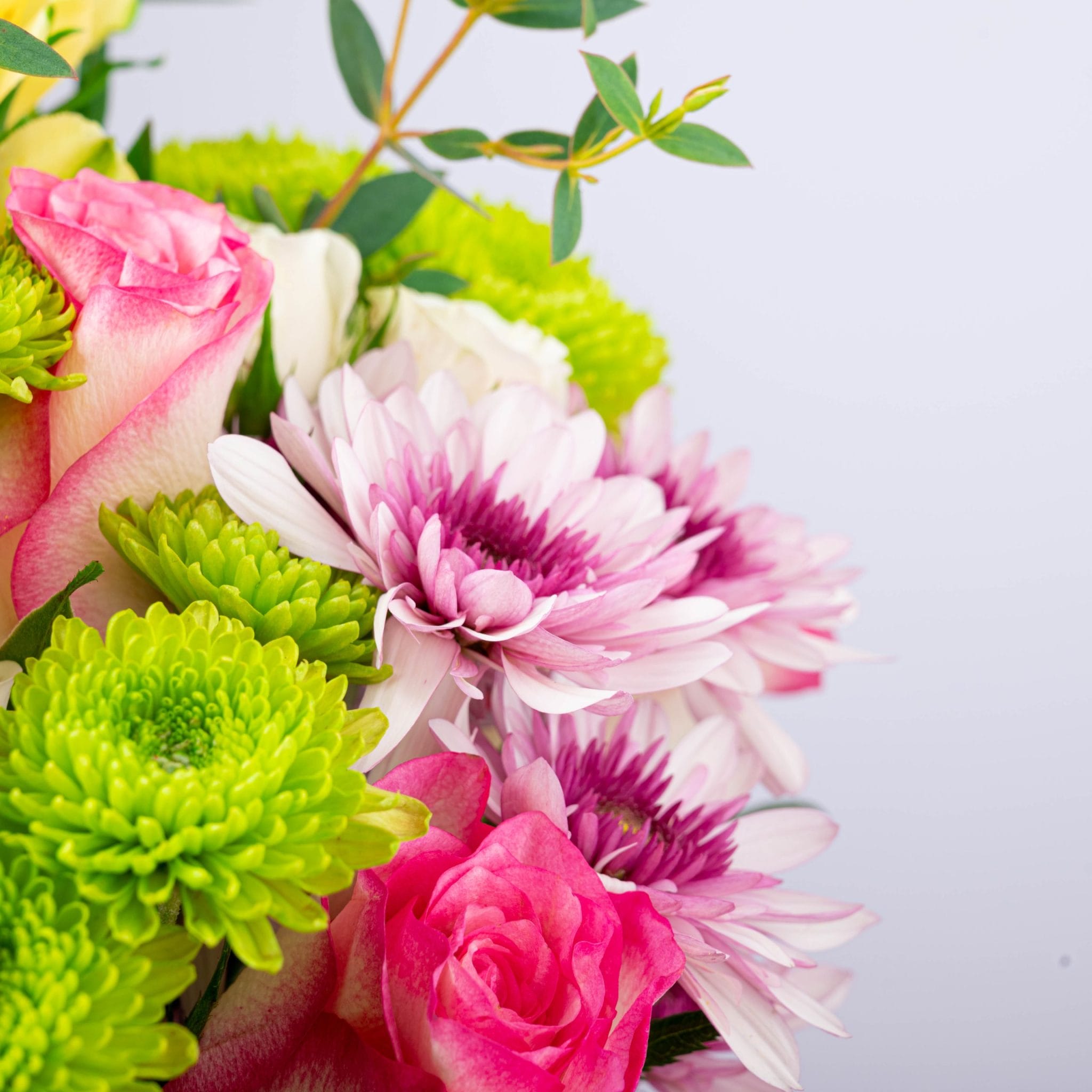 The Fiesta Bloom - Image 5