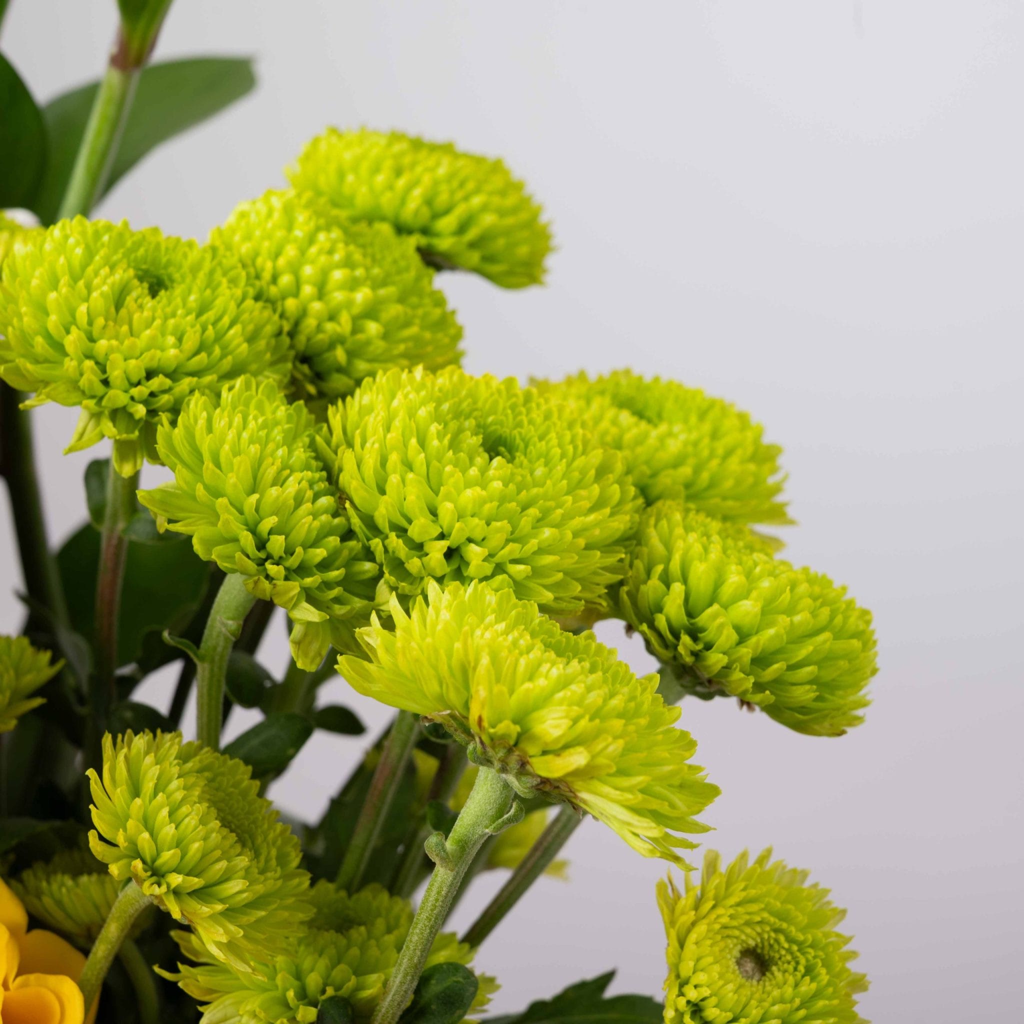 The Golden Bloom - Image 5